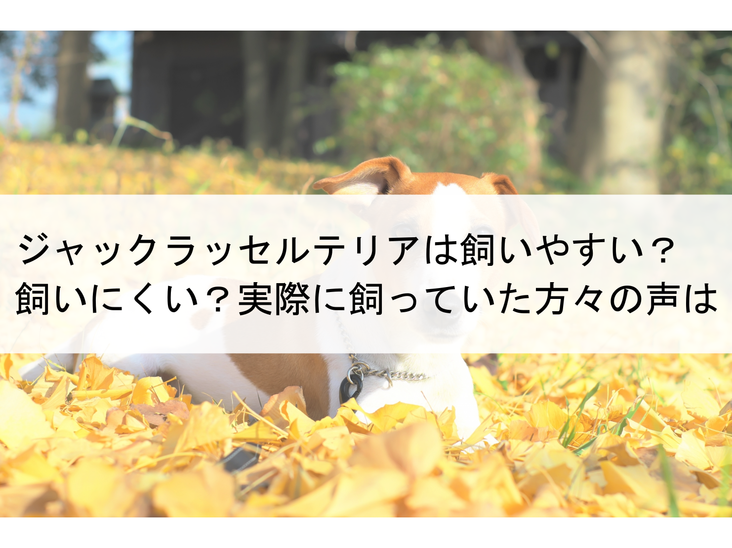 ジャックラッセルテリアは飼いやすい？飼いにくい？飼い主達の声は ペットを飼う！？どうなの？